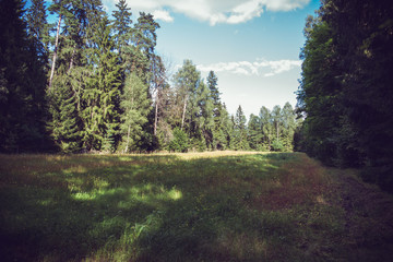 Leśna polana, łąka w lesie