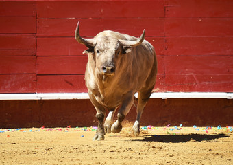 toro español en plaza de toros