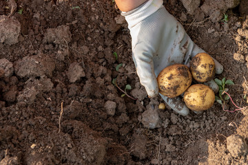 Young woman farmer in orange work clothes digs potatoes for food. First crop of pink young potatoes collected in the garden. Concept of ecological nutrition, biological, vegetarian style