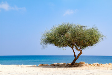 Lone tree beside sea on sunny day with blue sky and white clouds
