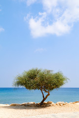Fototapeta na wymiar Lone tree beside sea on sunny day with blue sky and white clouds