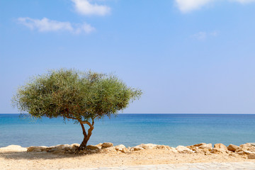 Lone tree beside sea on sunny day with blue sky and white clouds
