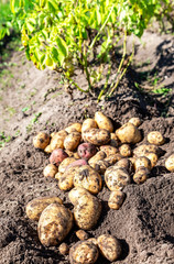 Fototapeta na wymiar Potato harvest on the field