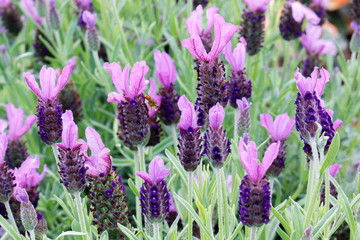 Close up of purple flowers of Lavandula Stoechas 'Anouk' (French Lavender or Butterfly Lavender)