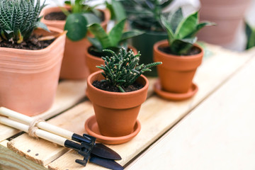 Home and garden plants in the pots on the summer garden market