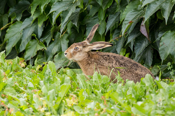 scared rabbit on meadow next to green hedge