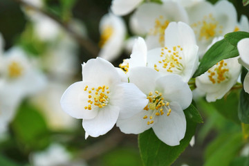 White jasmine flowers closeup