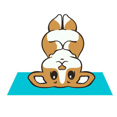 Welsh corgi dog practices yoga vector illustration. Cute corgi puppy in sport. Fluffy Corgi Pembroke, love dogs. Morning exercises on rug. Healthy lifestyle with funny puppy. Corgi does headstand.