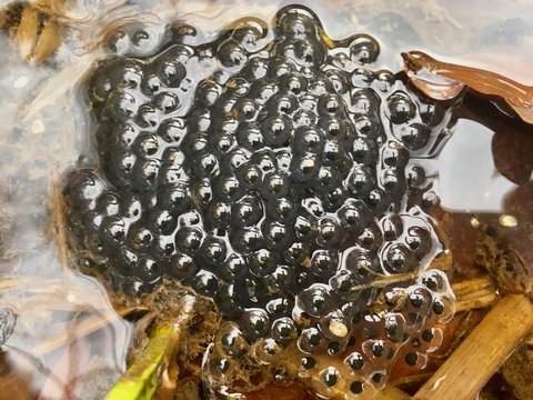 ein Klumpen Frosch-Laich im Wasser/frühes Entwicklungsstadium von Fröschen/neues Leben im Frühling