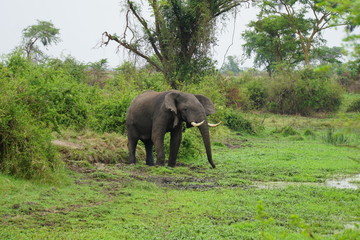 Fototapeta na wymiar Wild Elephant