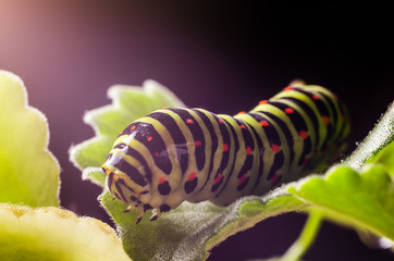 Naklejka premium Caterpillar of the Machaon crawling on green leaves, close-up
