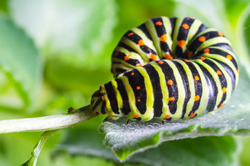 Caterpillar of the Machaon crawling on green leaves, close-up