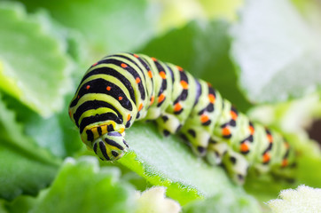 Naklejka premium Caterpillar of the Machaon crawling on green leaves, close-up