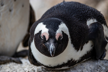 African (jackass) penguin bolder beach Cape Town unspoiled nature parks and nature reserves of South Africa