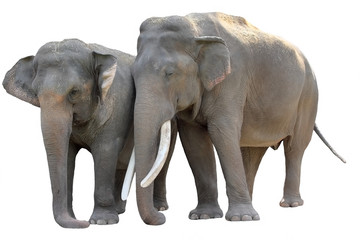 Fototapeta na wymiar Asian Elephant (Elephas maximus) isolated on white background