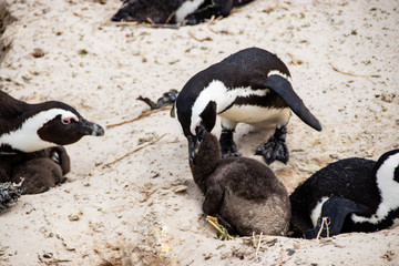 Fototapeta premium African (jackass) penguin bolder beach Cape Town unspoiled nature parks and nature reserves of South Africa
