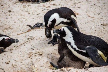 Fototapeta premium African (jackass) penguin bolder beach Cape Town unspoiled nature parks and nature reserves of South Africa