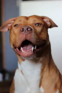 Happy Dog