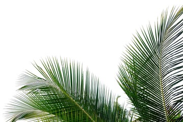 Obraz premium Coconut leaves on white isolated background for green foliage backdrop 
