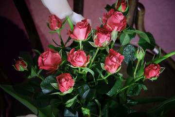 Red spray roses interior in abstract style on black background.