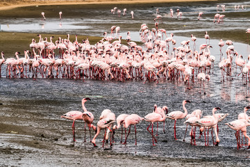 Flamingos Namib Desert Namibia
