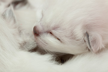 Young sacred birman kittens