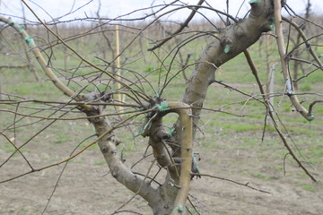 Apple trees in the garden, pruning apple trees