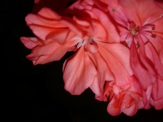 red flower on black background