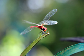 rote Libelle im Anflug