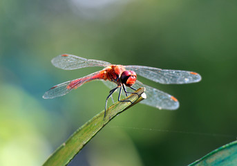 rote Libelle sitzt ruhig auf einem Blatt im Garten