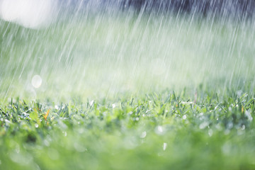 Heavy rain on green sunny grass. Selective focus used.