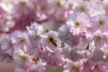Honey bees ( Apis) collecting nectar pollen from white pink cherry blossom in early spring