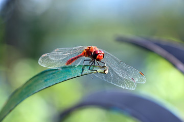 rote Libelle sitzt ruhig auf einem Blatt im Garten