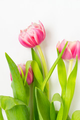 Three pink flower tulips on a white background.