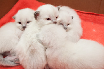 Young sacred birman kittens