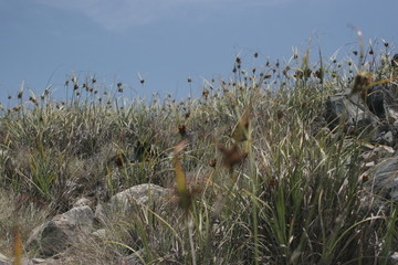 Paisaje vegetacion