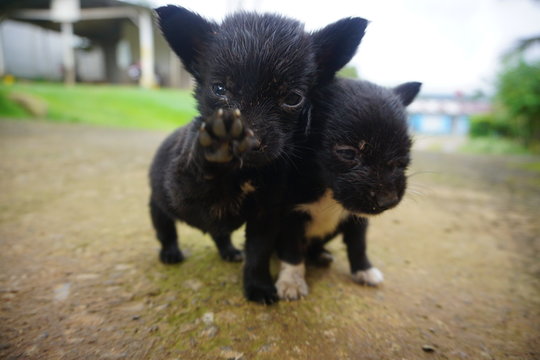  On a sunny day next to an old house and under a garage inside were two little puppies playing with each other