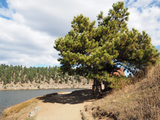 pine tree by Evergreen Lake