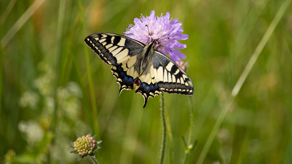 Schwalbenschwanz auf der Frühlingswiese