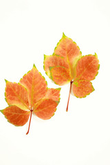 Fototapeta premium a red color maple isolated
