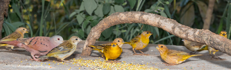 Yellow canaries and other birds eating corn and canary seed. Photographed in Minas Gerais, Brazi