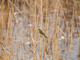 A beautiful common chiffchaff (Phylloscopus collybita) perched on canes