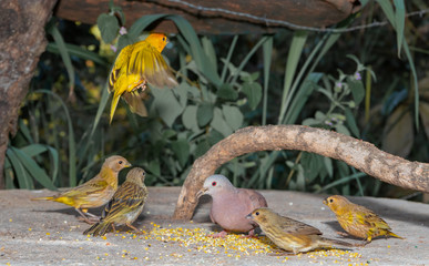 Yellow canaries and other birds eating corn and canary seed. Photographed in Minas Gerais, Brazi