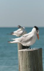 Front view, medium distance of a royal tern standing on a wood piling at a tropical beach on the gulf of mexico on a sunny, winter day
