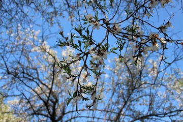 Almond blossoms in spring