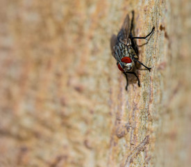 Macro Photo of the Fly