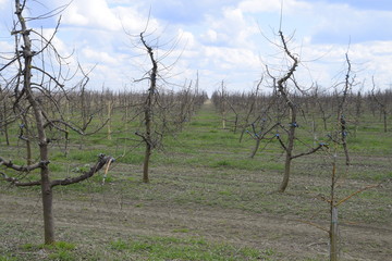 Apple trees in the garden, pruning apple trees