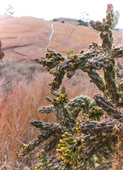 Spring Cactus