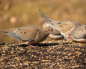 Naklejka na ściany i meble mourning doves eating birdseed on the ground