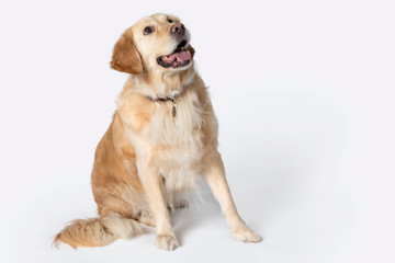  Happy face golden retriever sitting and looking up on the white background